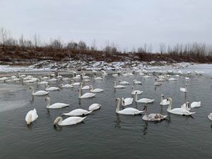 На Буковині лебеді потерпають від холоду